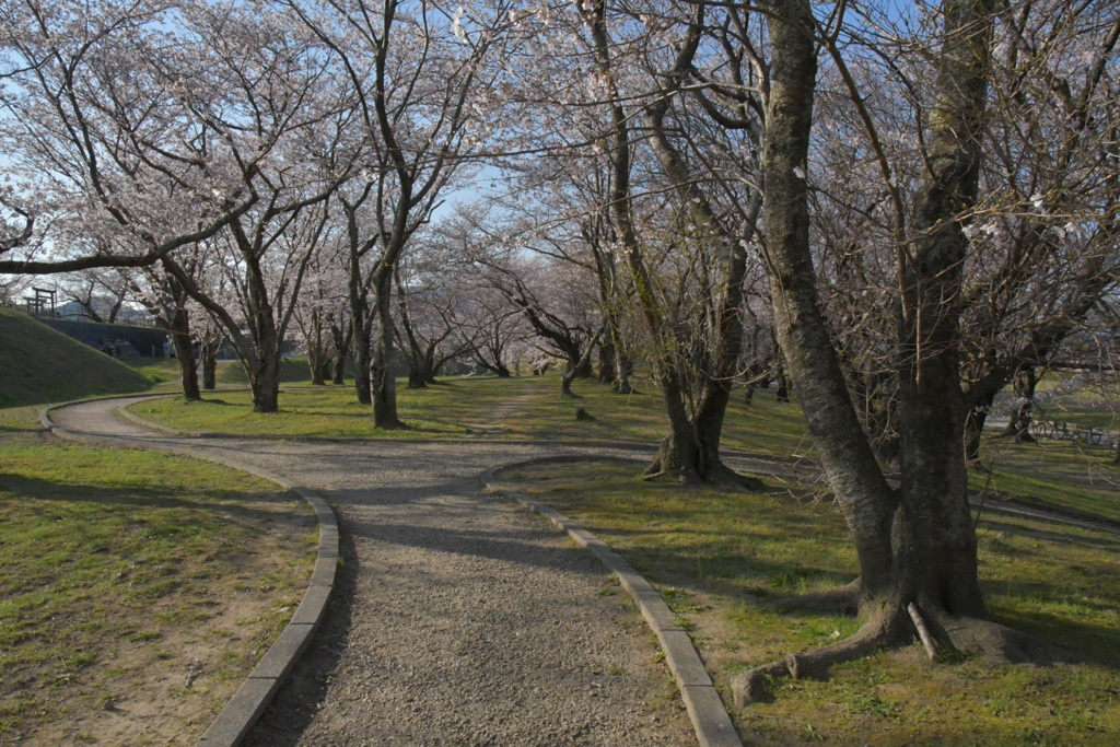 宮川堤　桜