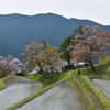 三多気の桜