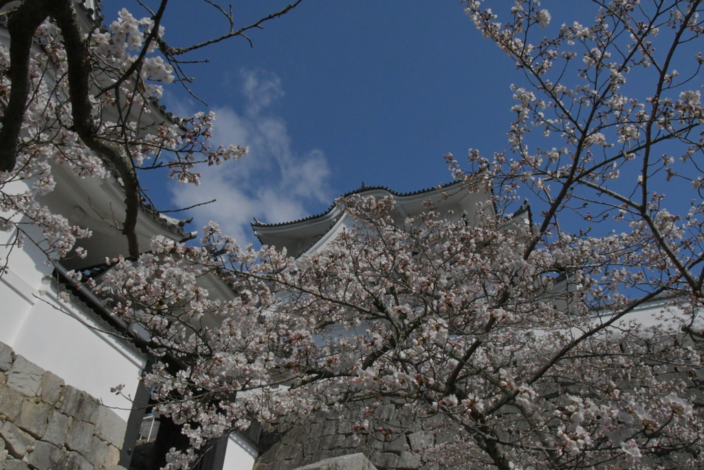 伊賀上野城　桜