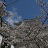 伊賀上野城　桜