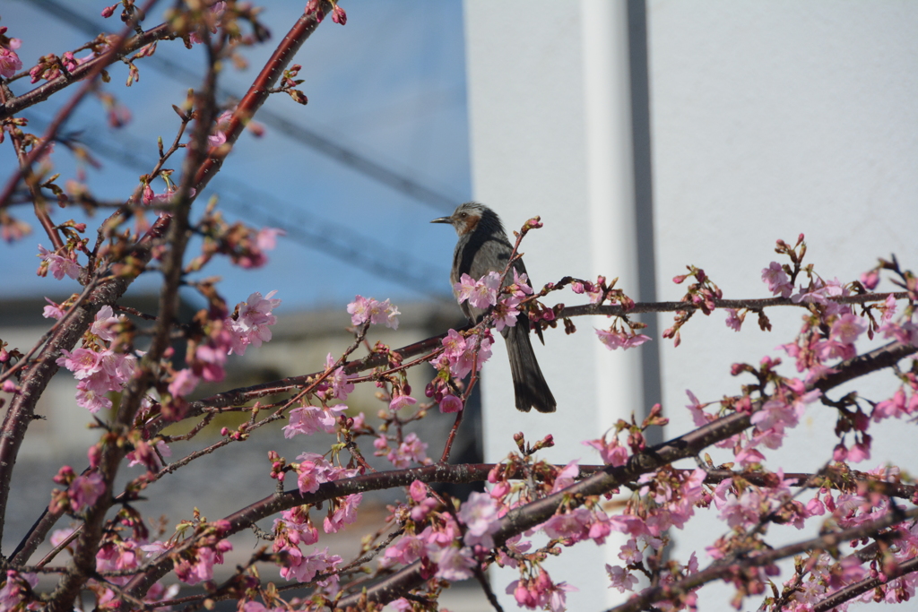 河津桜とヒヨドリ