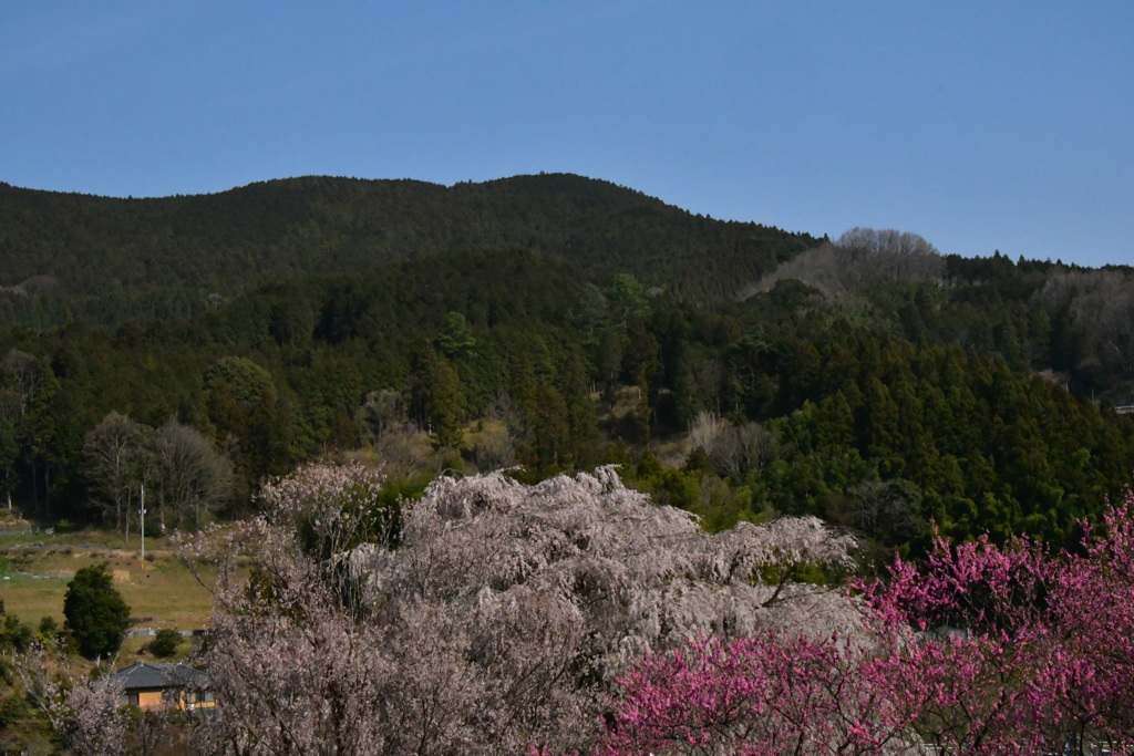 又兵衛桜と風景