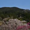 又兵衛桜と風景