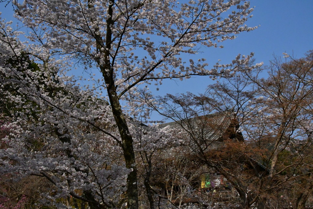 奈良　長谷寺　風景