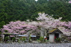 エドヒガン桜と桜と地蔵さん