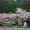 エドヒガン桜と桜と地蔵さん