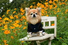 チワワとコスモス畑