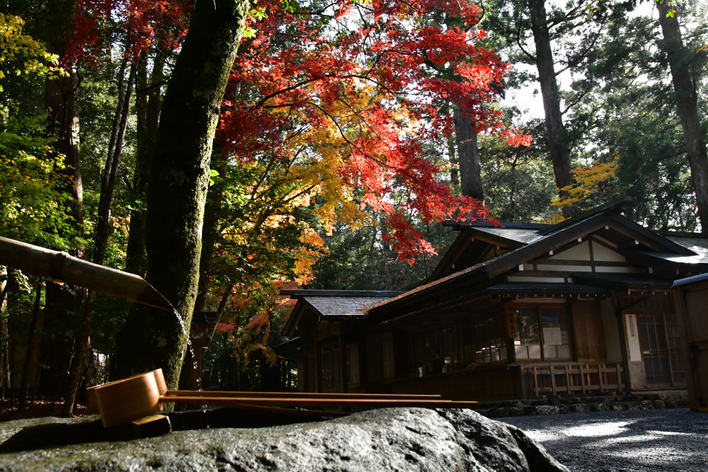 滝原宮　紅葉