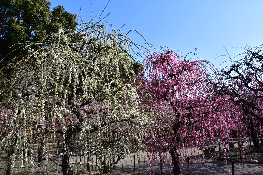 結城神社　しだれ梅