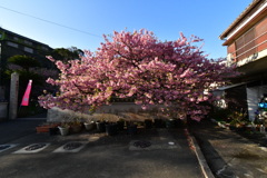 大慈寺と河津桜