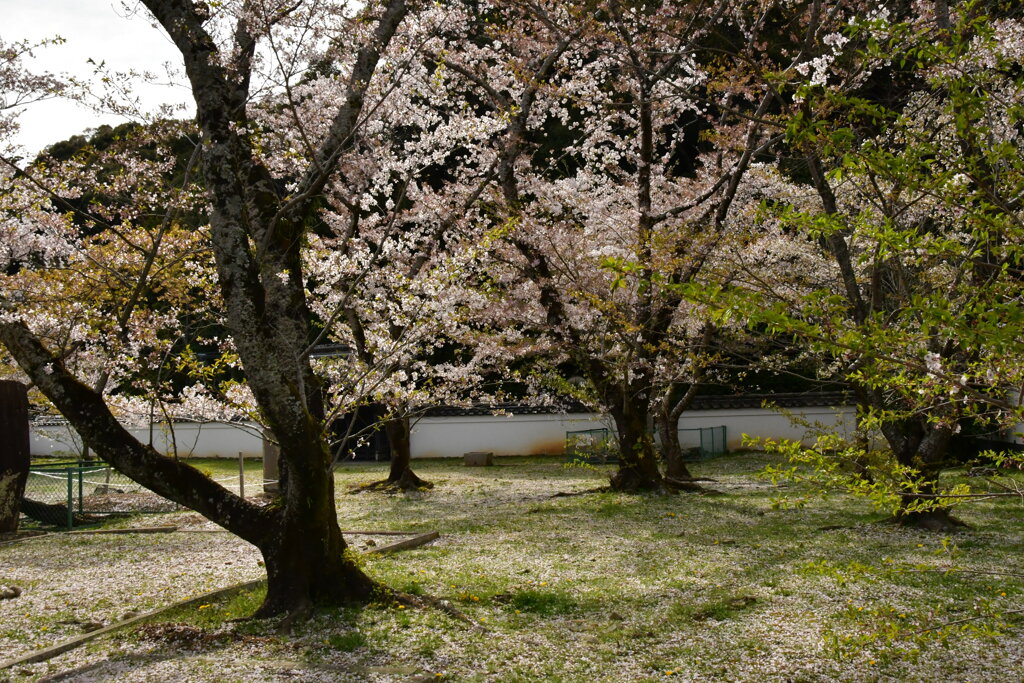 伊勢　旧宮崎文庫と桜