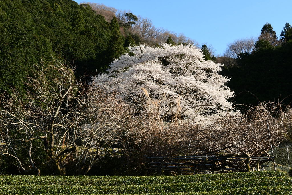 三重　美杉　淡墨桜