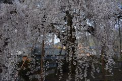 枝しだれ桜