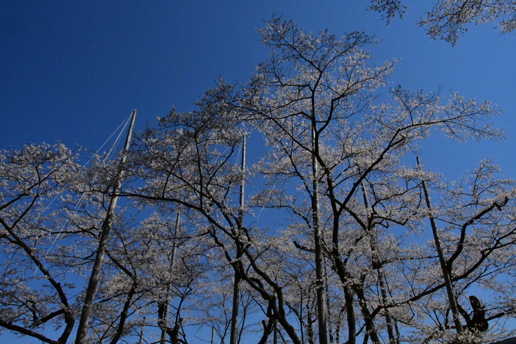 岐阜　淡墨桜