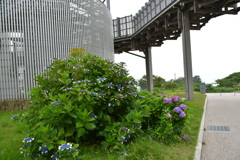 日本平夢テラスと紫陽花