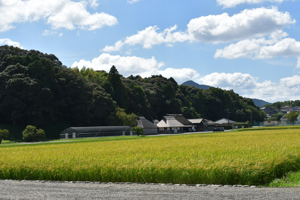 秋の神宮神田