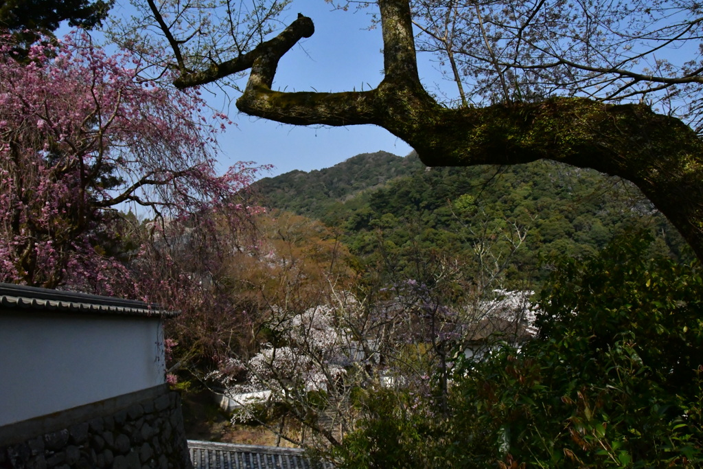 奈良　長谷寺と桜