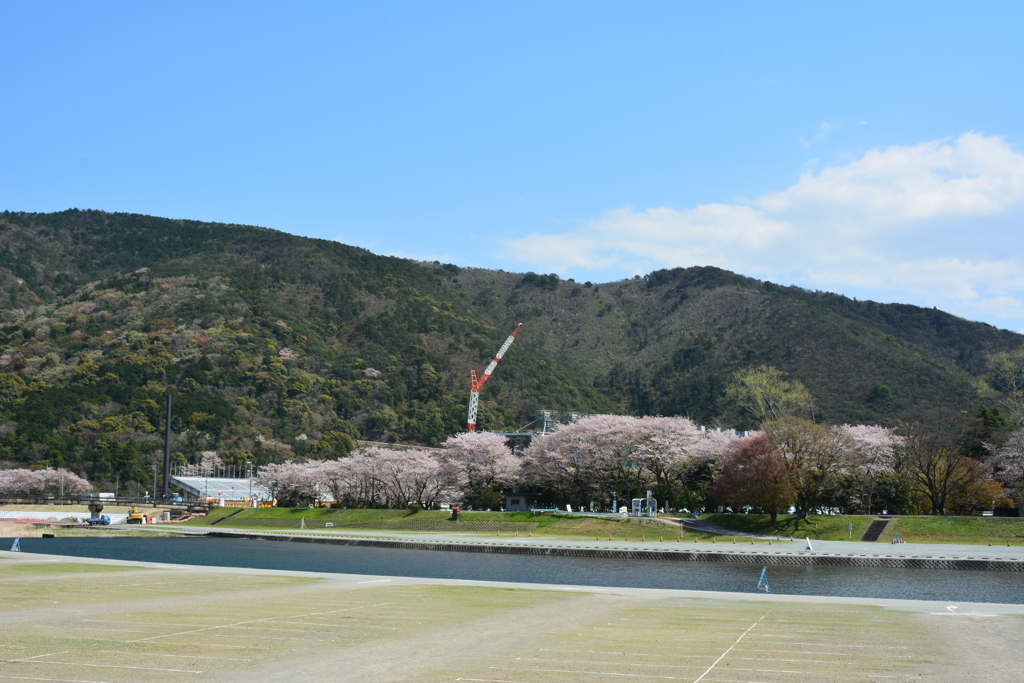 五十鈴川と桜