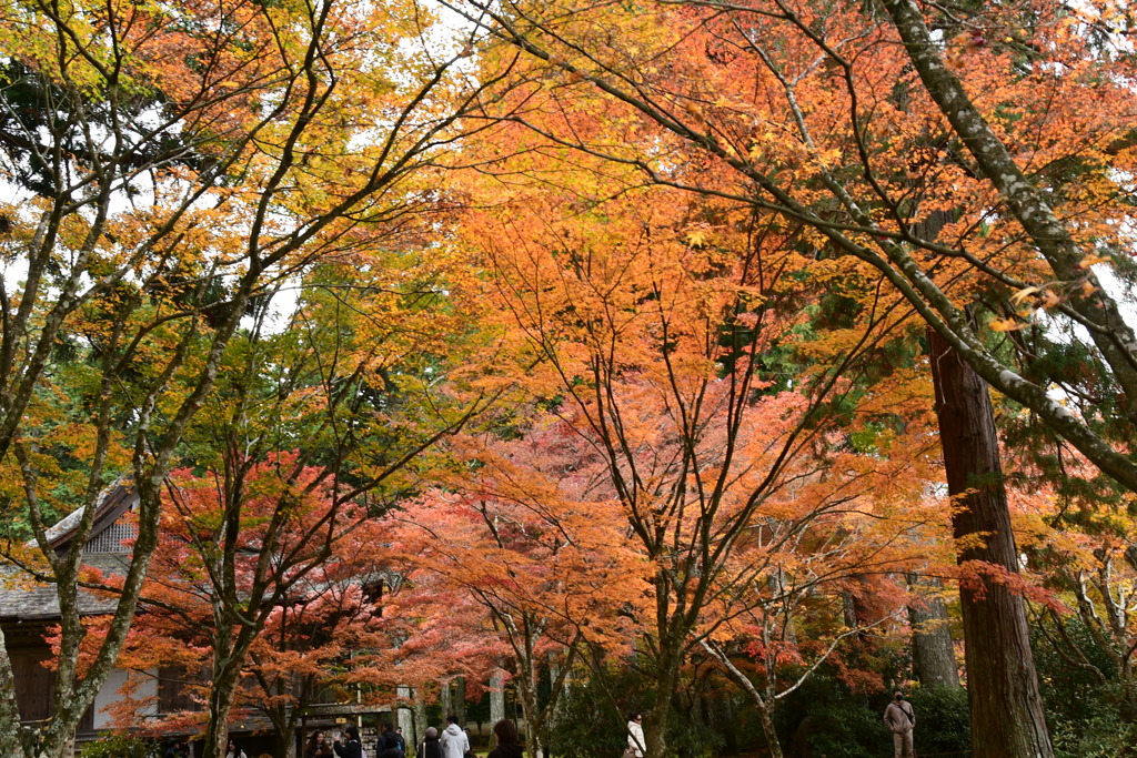 三千院　紅葉