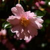 赤　山茶花
