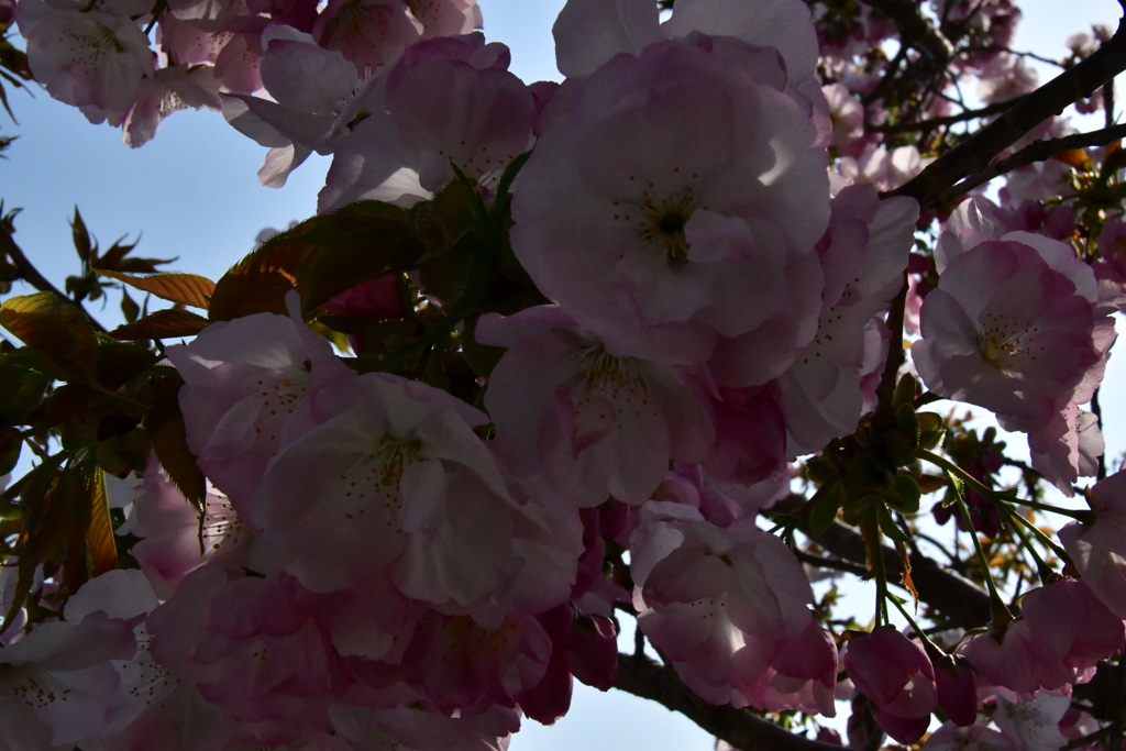 横輪桜