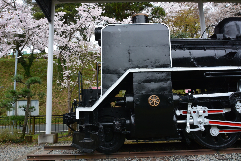 蒸気機関車と桜