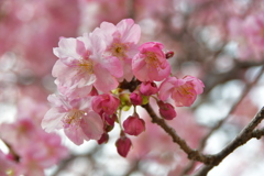 河津桜