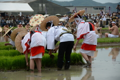 伊雑宮　御田植祭