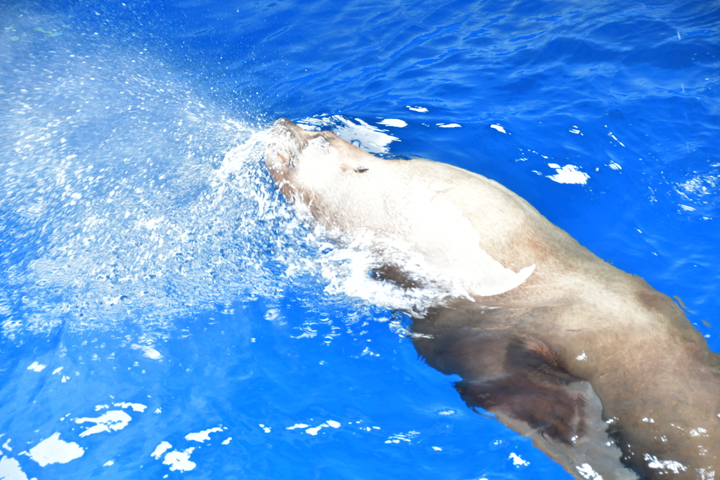 鳥羽水族館　トド