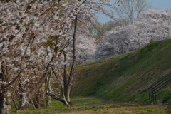 宮川堤　桜