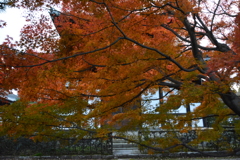 京都　東福寺　紅葉