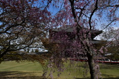 東大寺　と桜
