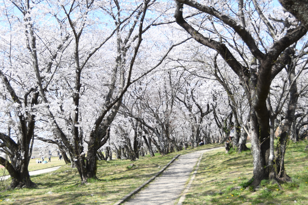 宮川堤　桜