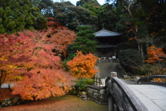 知恩院　紅葉