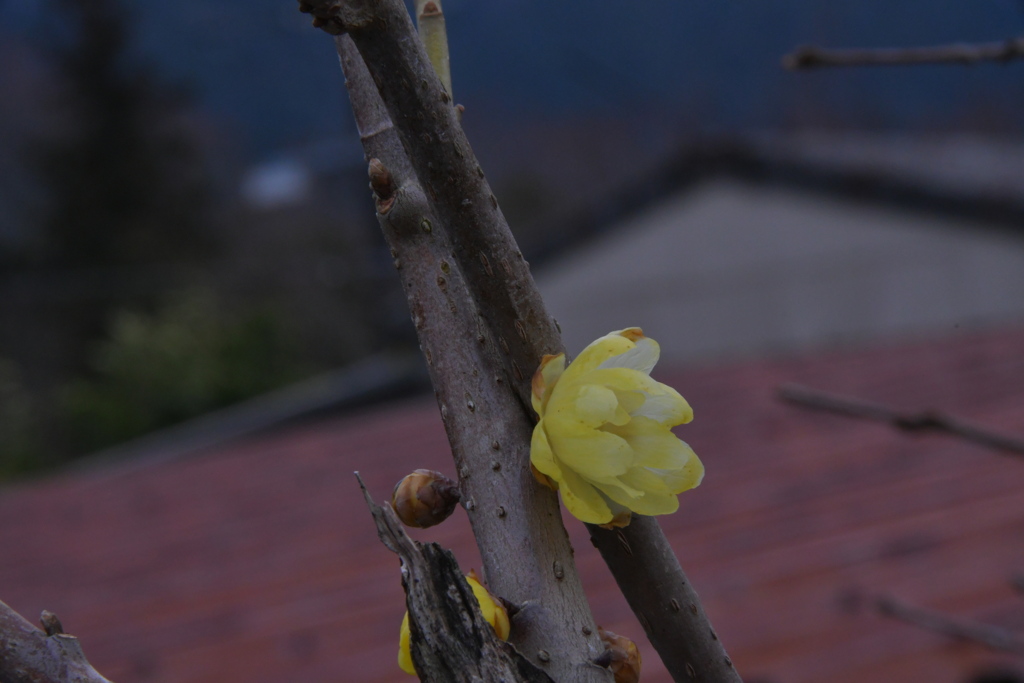 蝋梅　冬の花