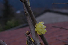 蝋梅　冬の花