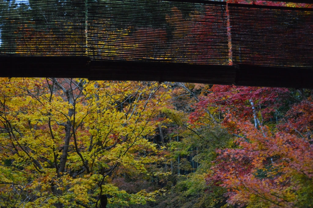 圓光寺　紅葉