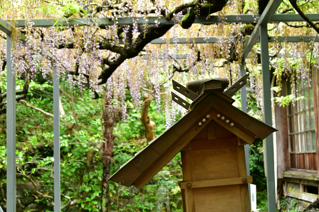 二見　大江寺　藤