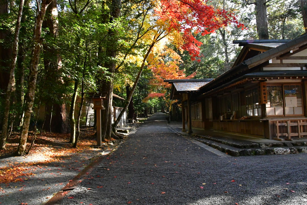 滝原宮　紅葉