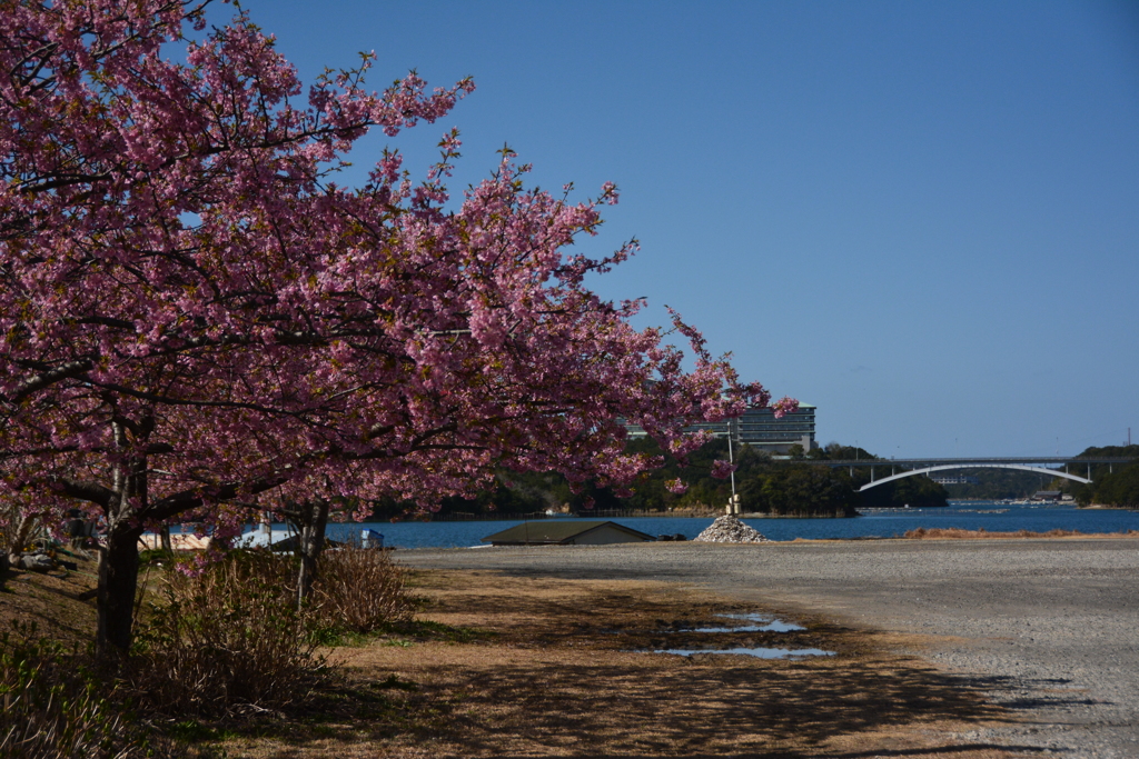 河津桜と賢島大橋