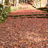 滋賀　鶏足寺　紅葉