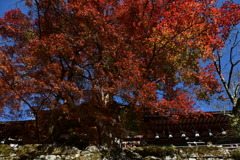 神殿と紅葉　（談山神社）