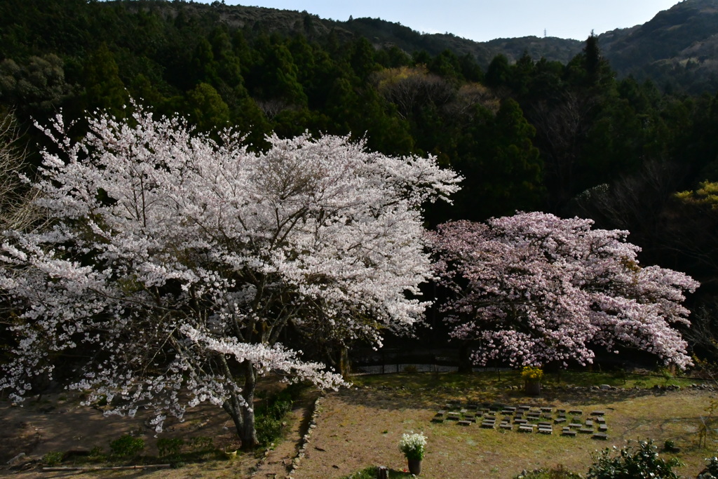 ソメイヨシノと横輪桜