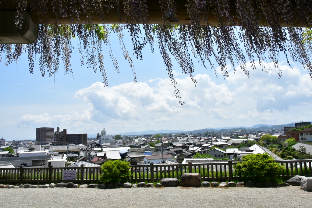 松阪市街とフジ