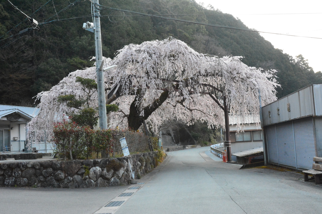 枝しだれ桜　