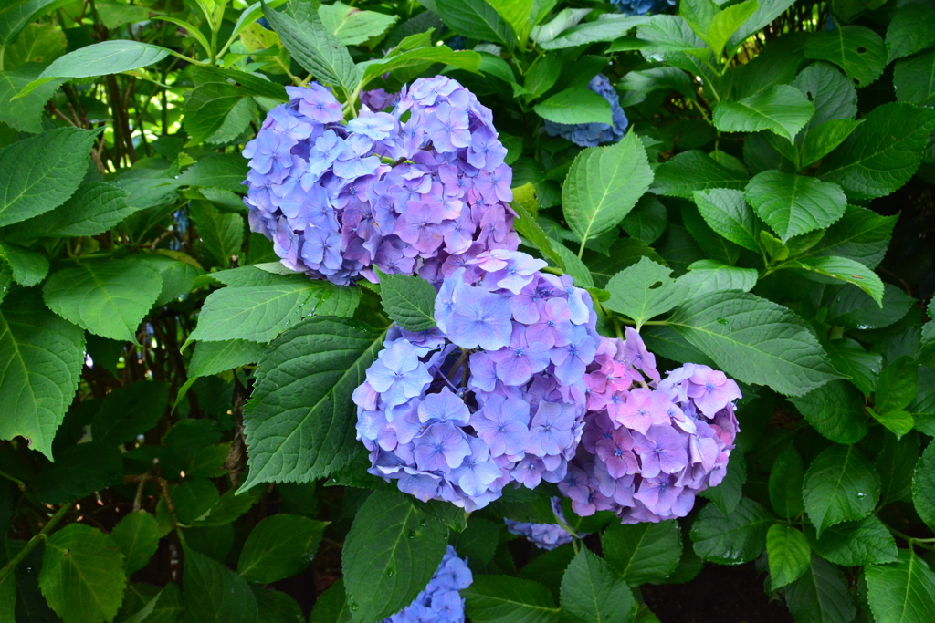 ハートの紫陽花