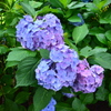 ハートの紫陽花