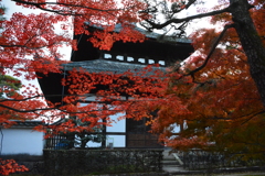 京都　東福寺　紅葉