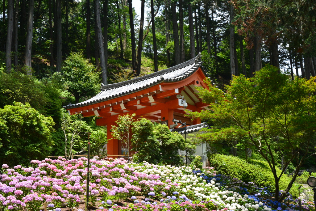 三室戸寺と紫陽花