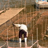 南伊勢町　あおさ漁